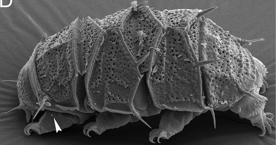 La especie tardígrada Echiniscus succineus bajo un microscopio