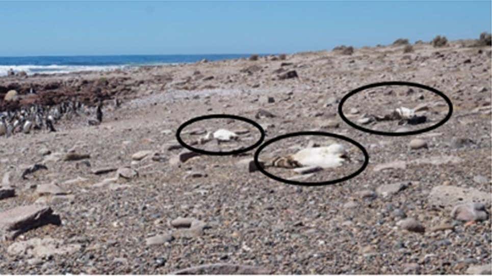 Tres cadáveres de pingüinos de Magallanes encontrados en Punta Tombo justo después de la ola de calor del 19 de enero de 2019