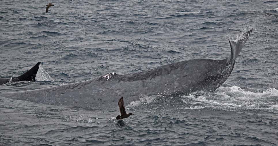 Las orcas cortaron la aleta dorsal de la ballena azul adulta