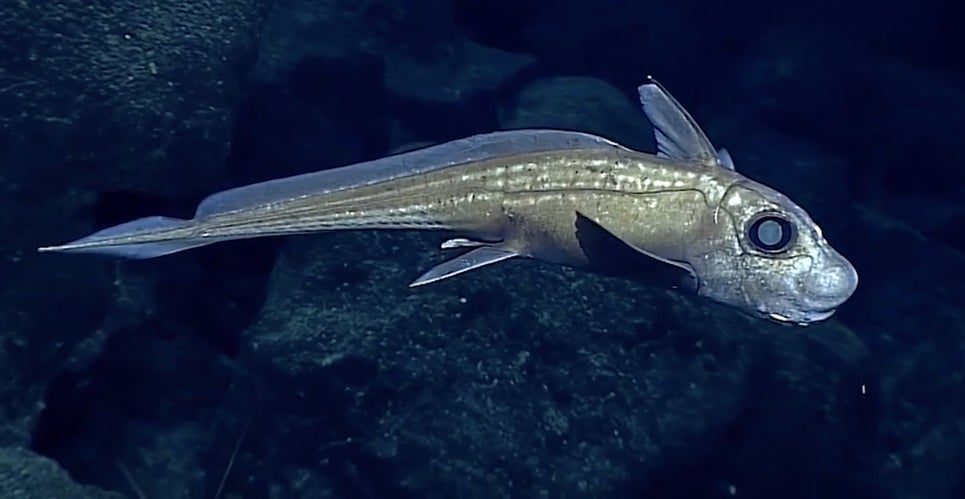 Una quimera, o tiburón fantasma.