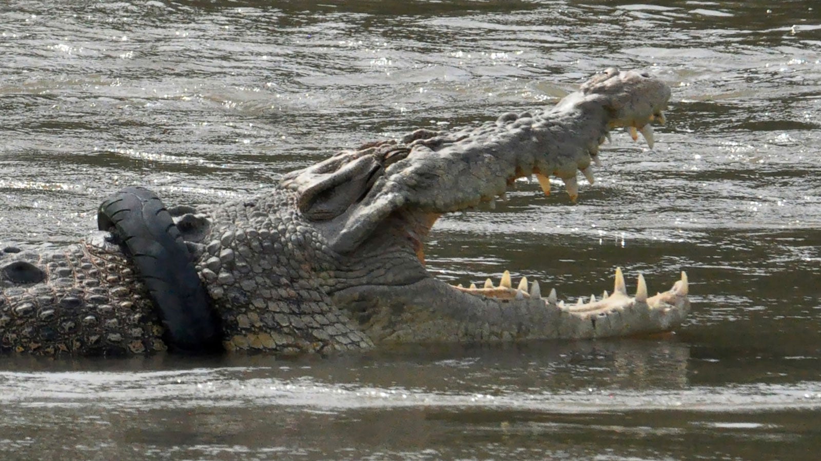 Photo: Muhammad Rifki / Contributor