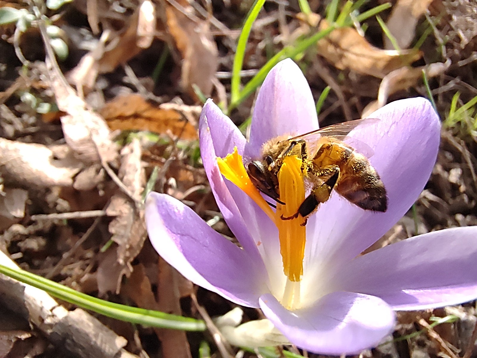 Con buena luz, el macro logra incluso captar con nitidez objetos en movimiento como esta abeja.
