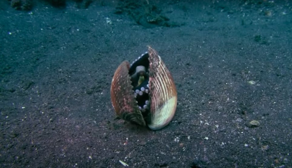 Image: Smithsonian Channel / Youtube