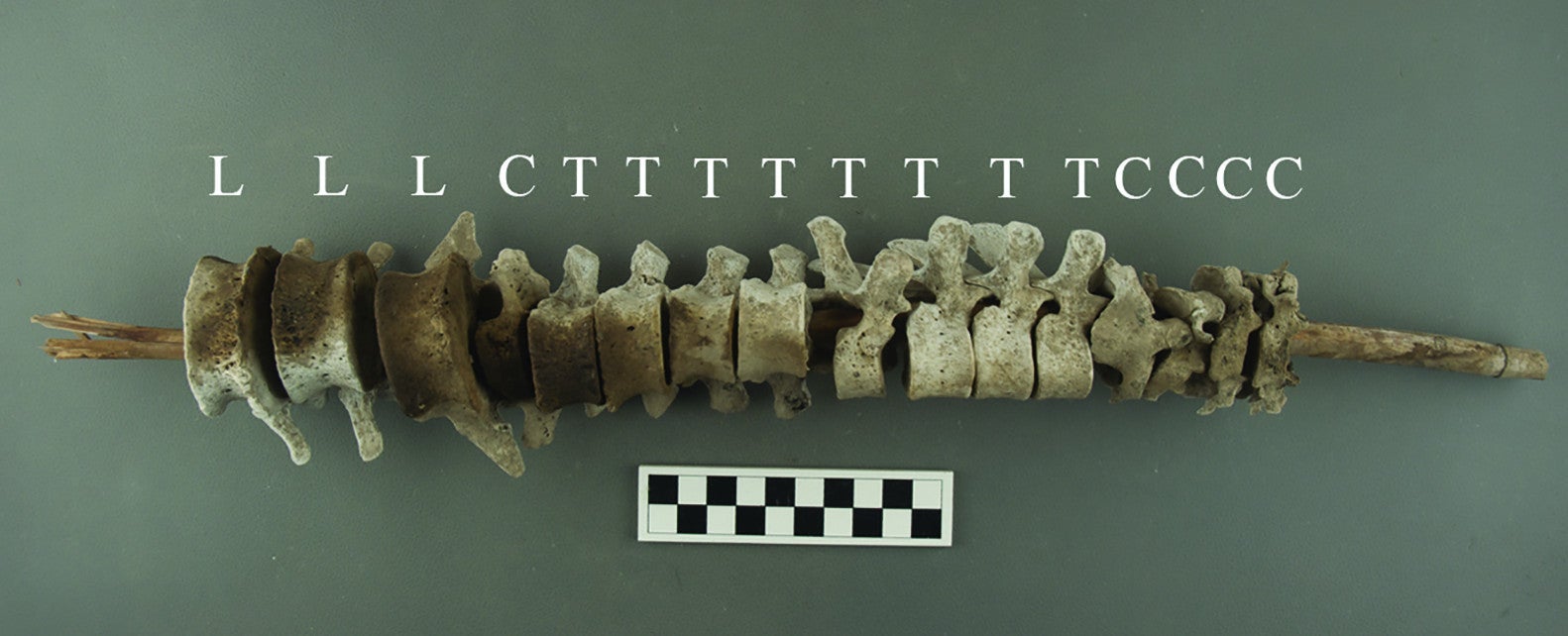 Image: J. L. Bongers et al., 2022/Antiquity