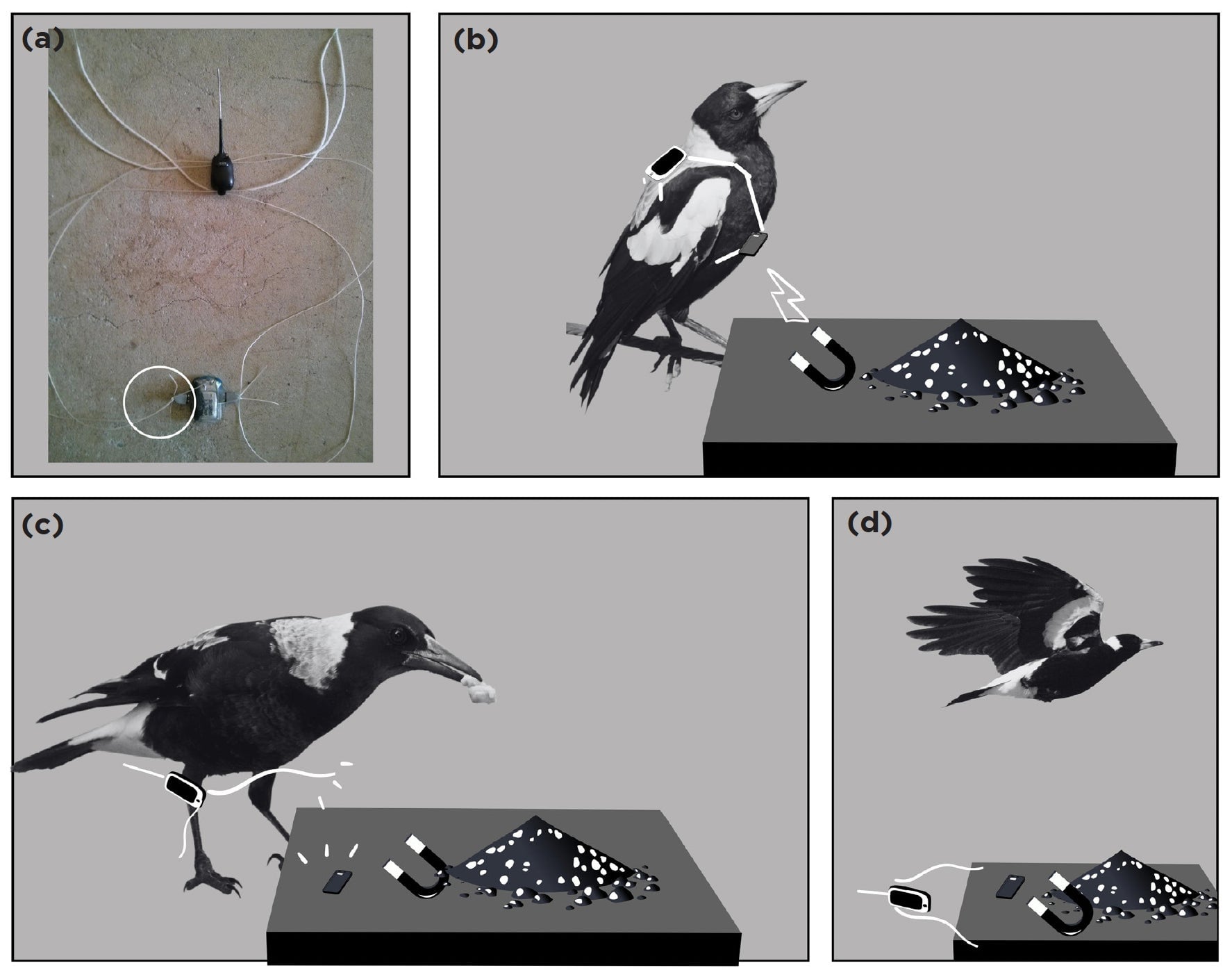 Image: J. Crampton et al., 2022/Australian Field Ornithology