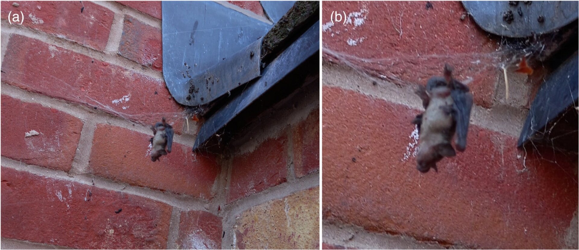 Image: DUNBAR ET AL 2022, ECOSPHERE CC BY 4.0