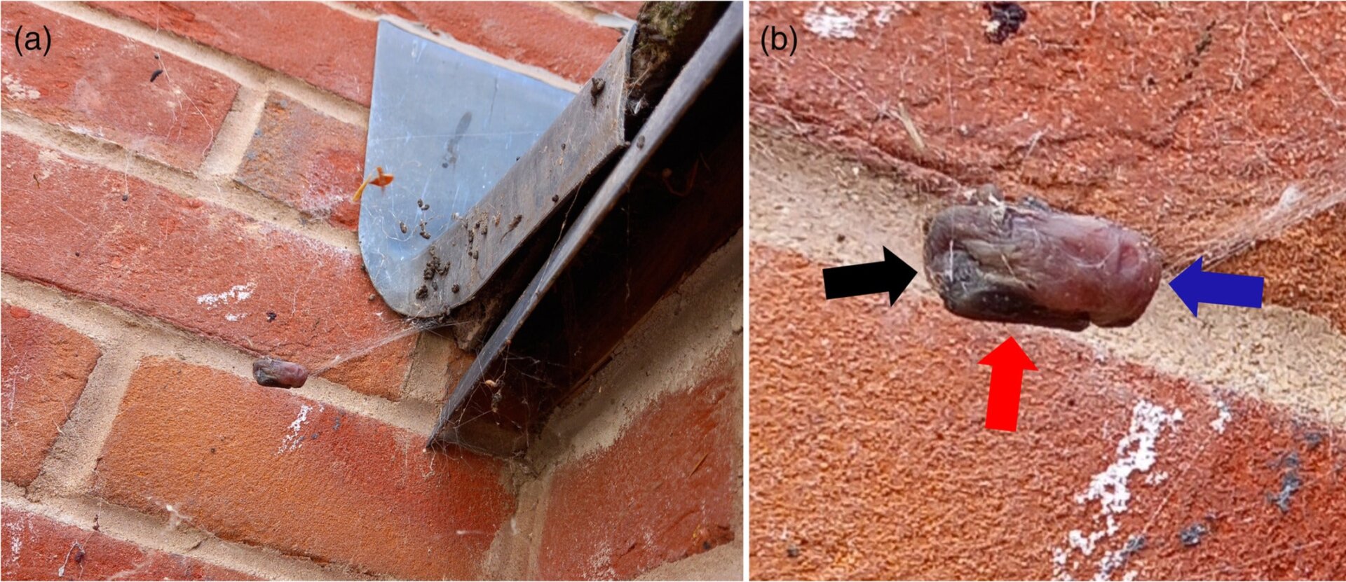 Image: DUNBAR ET AL 2022, ECOSPHERE CC BY 4.0