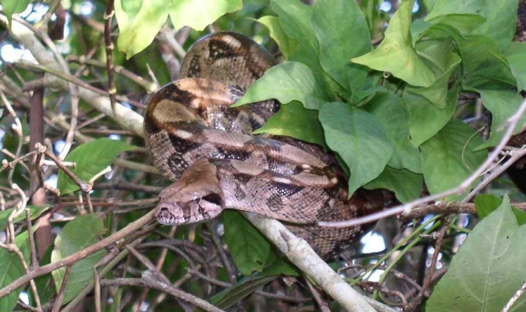 Photo: GPL / Wikimedia Commons