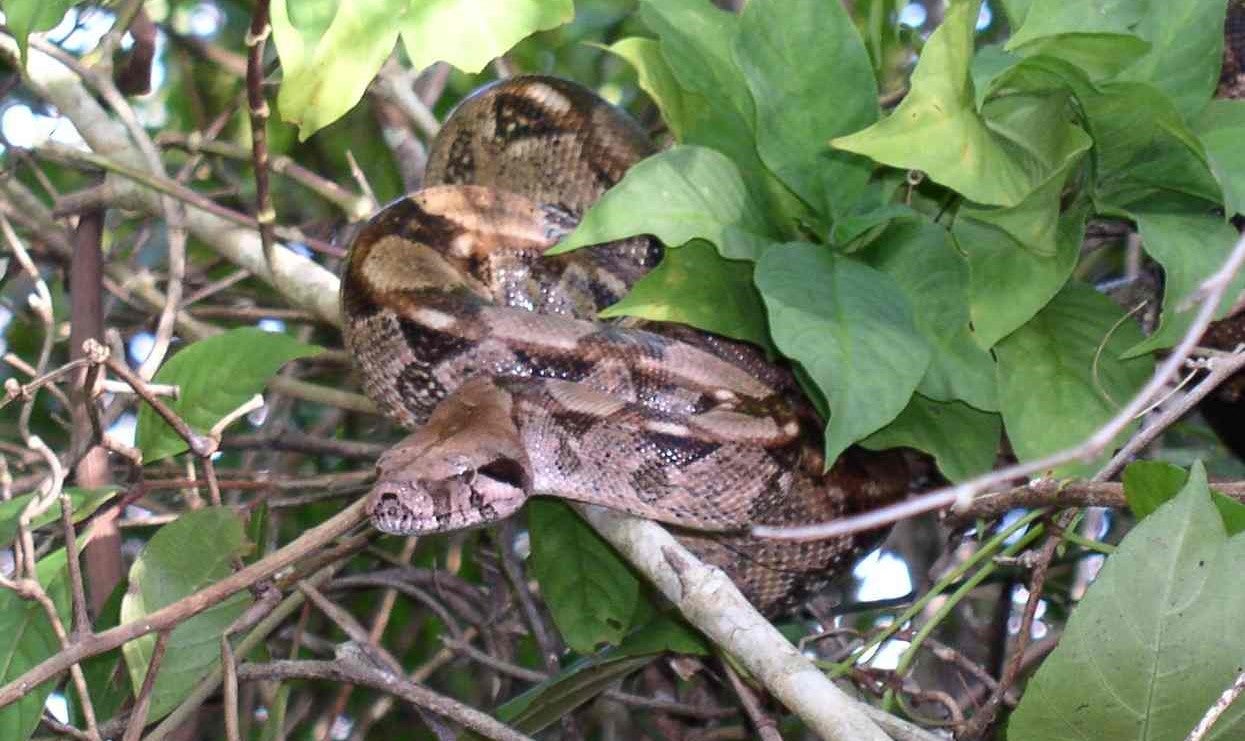 Una boa constrictor en su hábitat natural