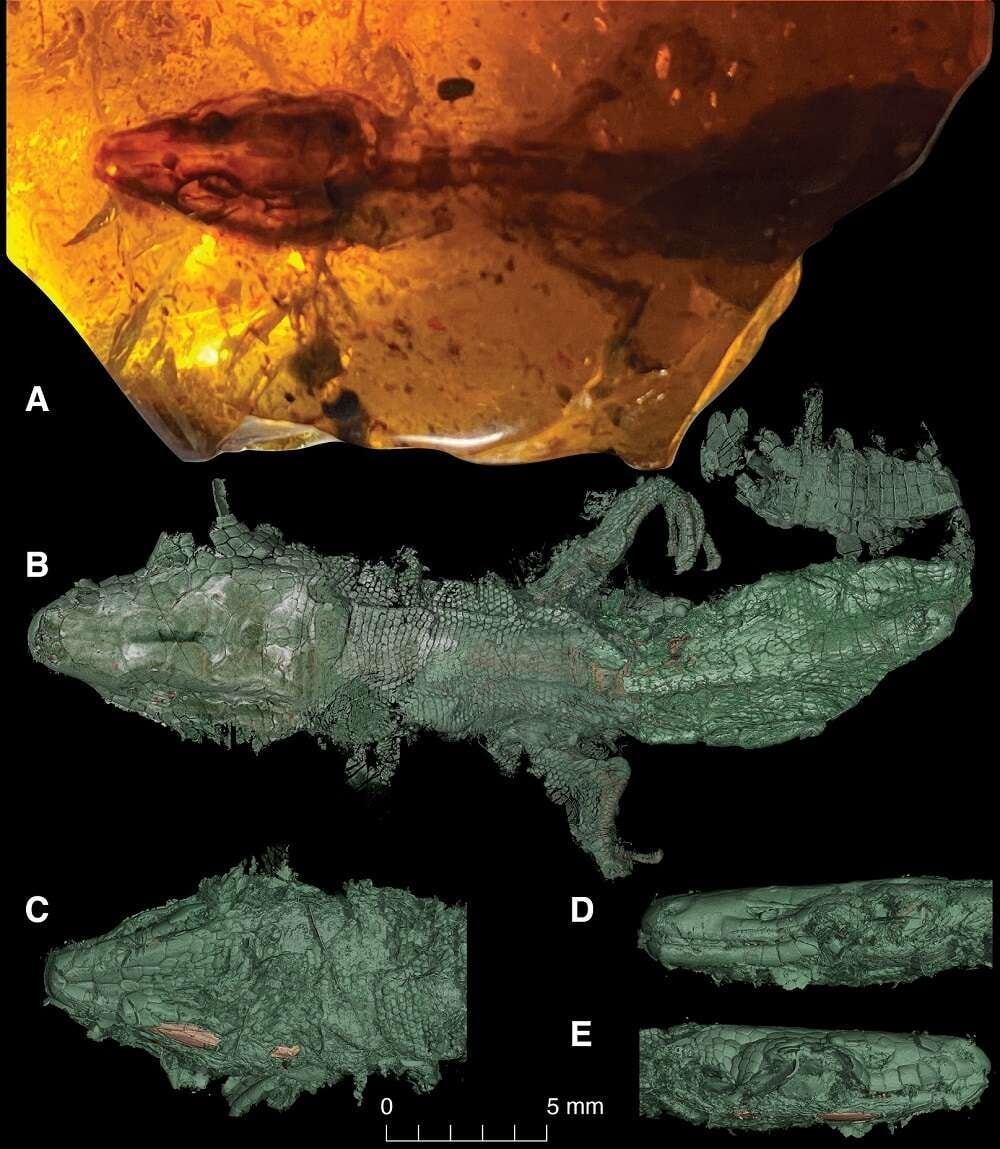A) Fósil de Retinosaurus hkamtiensis incrustado en ámbar, B) Modelo 3D de las escamas dorsales del cuerpo, C) Detalle de las escamas ventrales de la cabeza, D y E) Vistas laterales de la cabeza. Reconstrucciones de TC de Edward Stanley utilizando datos de sincrotrón recopilados en Imaging and Medical Beamline en el Sincrotrón australiano en Melbourne