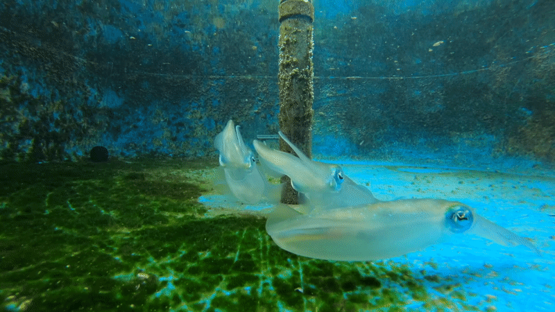 Gif: Nakajima et al., Scientific Reports 2021