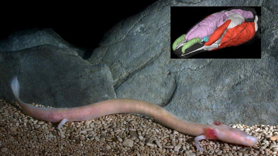 Un olm, con una imagen insertada de la cabeza escaneada en 3D