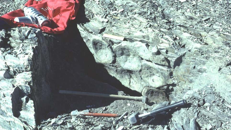 Vértebras numeradas de ictiosaurio in situ