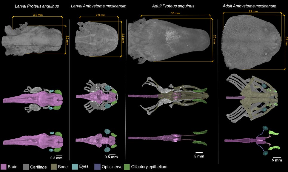 Cómo se comparan las cabezas de los olmos larvales y adultos con las de otra salamandra, el ajolote (Ambystoma mexicanum)