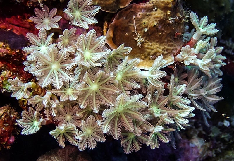 Los corales blandos son el origen de miles de fármacos potenciales.