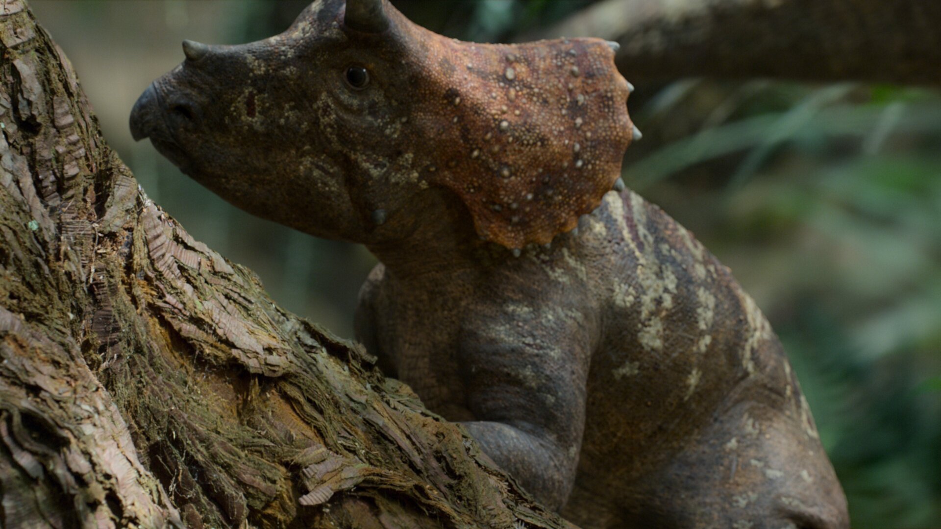 Un bebé Triceratops en un bosque.