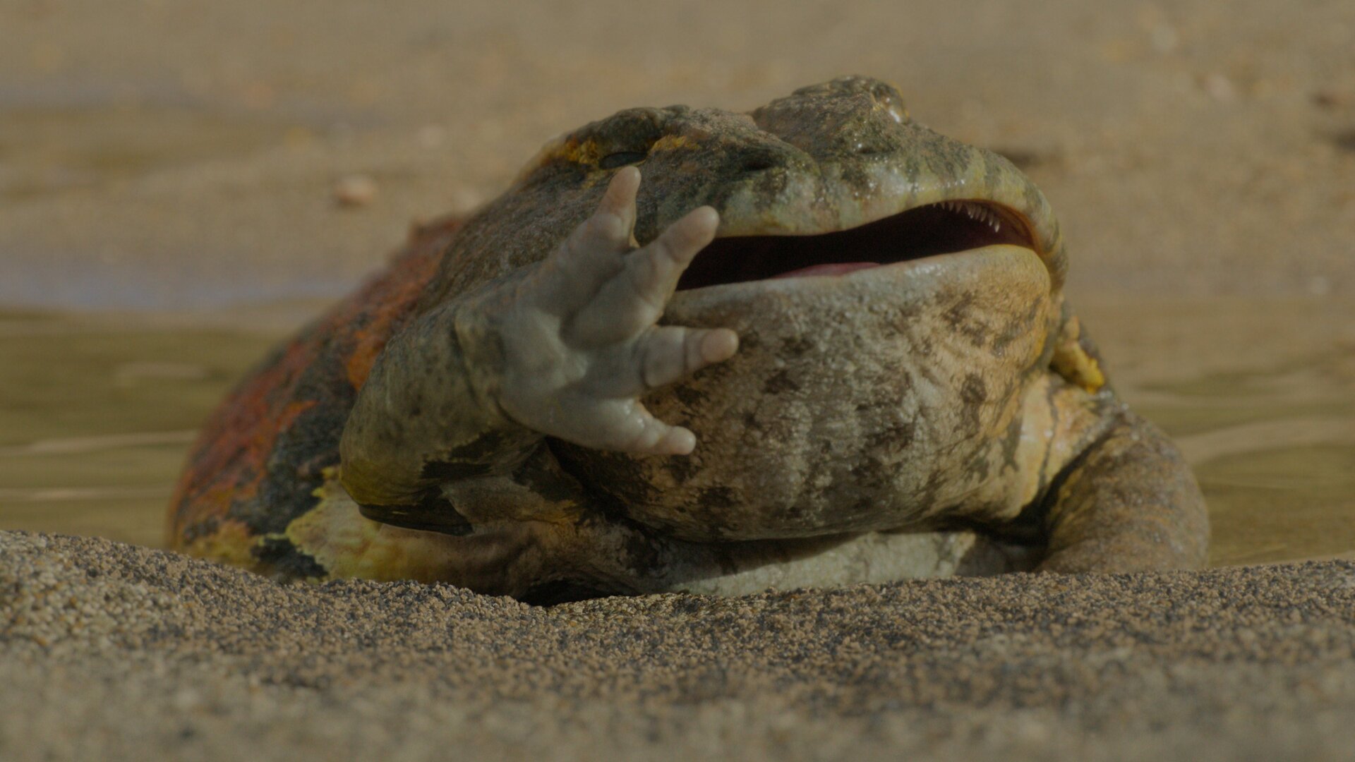 Beelzebufo, una enorme rana del período Cretácico.