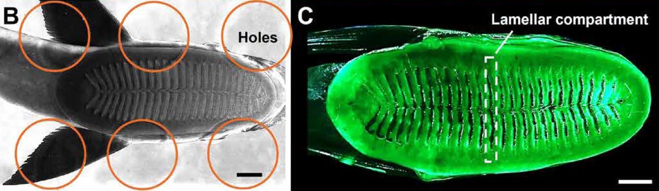 Image: Li et al., Science Robotics