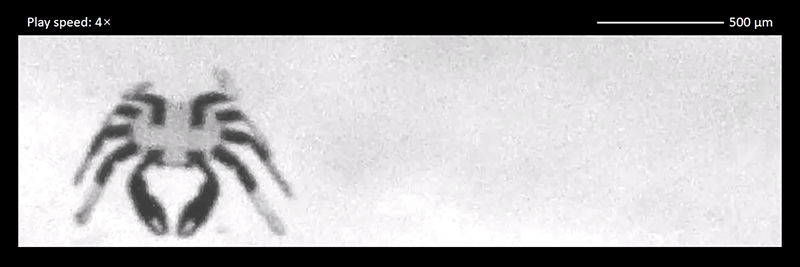 Gif: Northwestern University