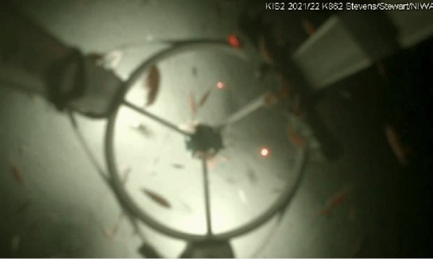 Image: NIWA / Craig Stevens