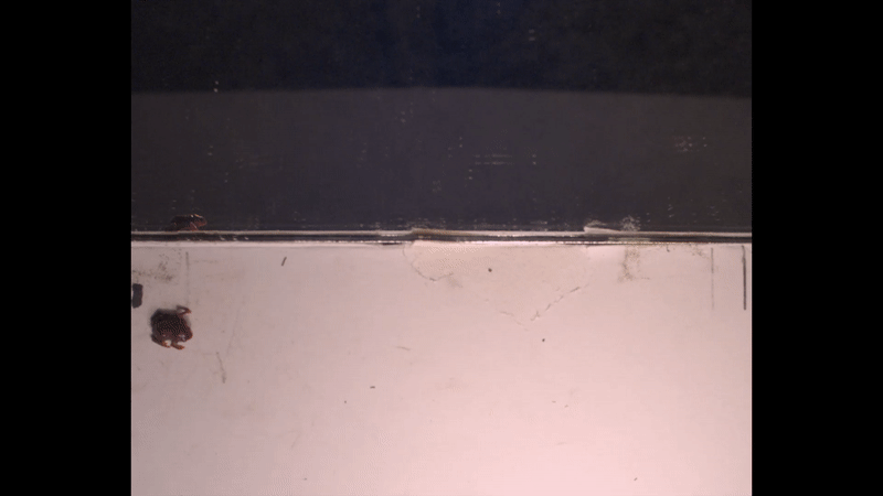 Gif: Richard L. Essner, Jr.