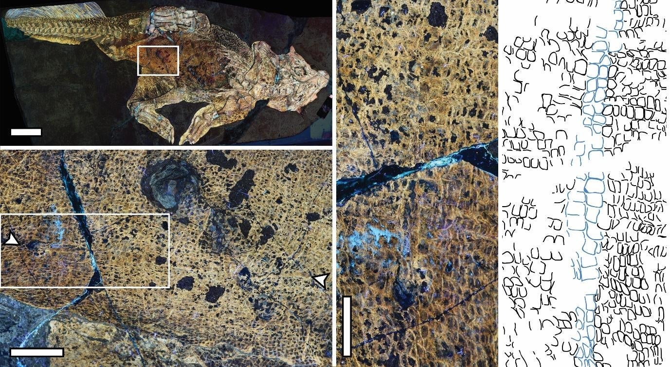 Image: Bell et al. 2022