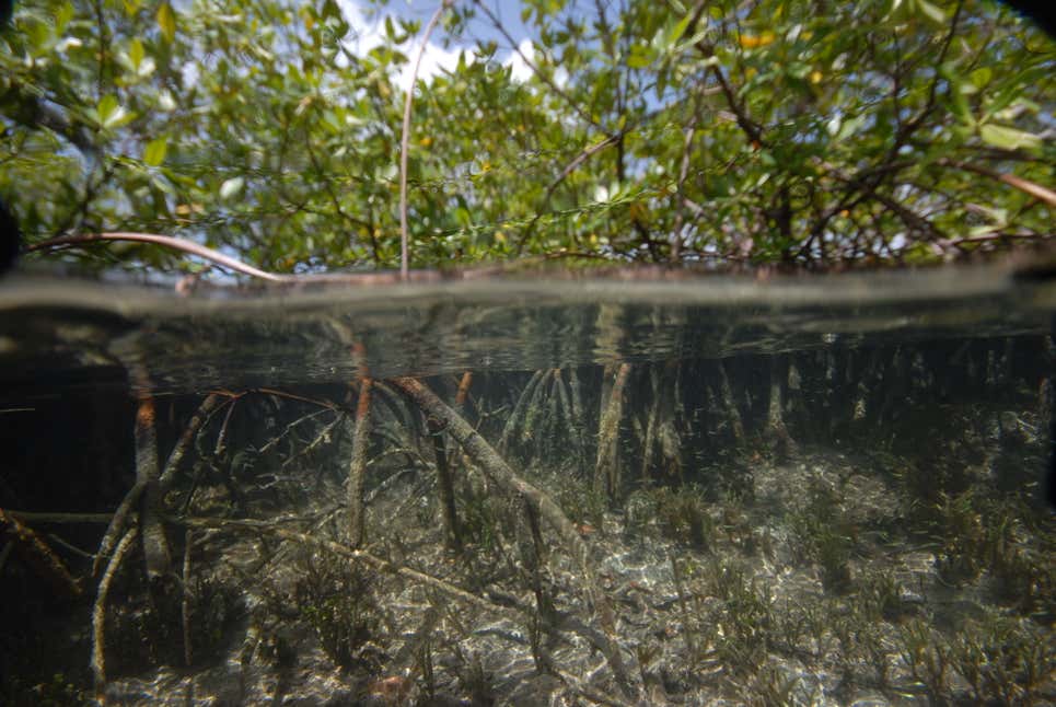Hábitat de T. magnifica: un manglar marino en Guadalupe