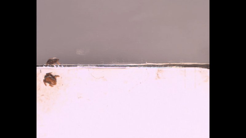 Gif: Richard L. Essner, Jr.