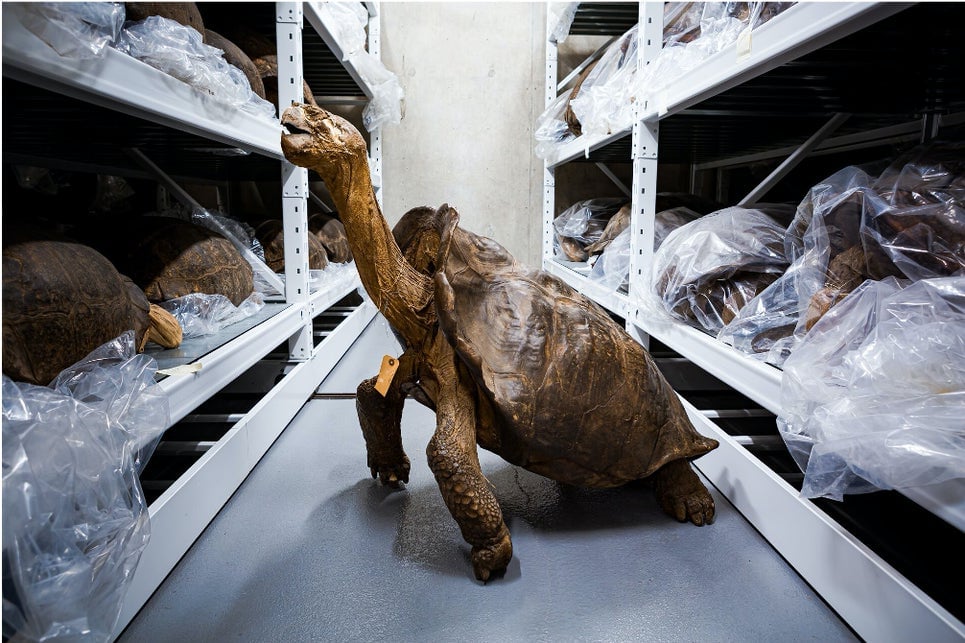 Photo: Courtesy of the California Academy of Sciences