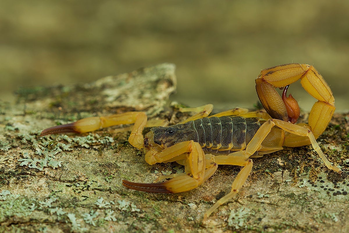 Un escorpión amarillo de Brasil (Tityus serrulatus).