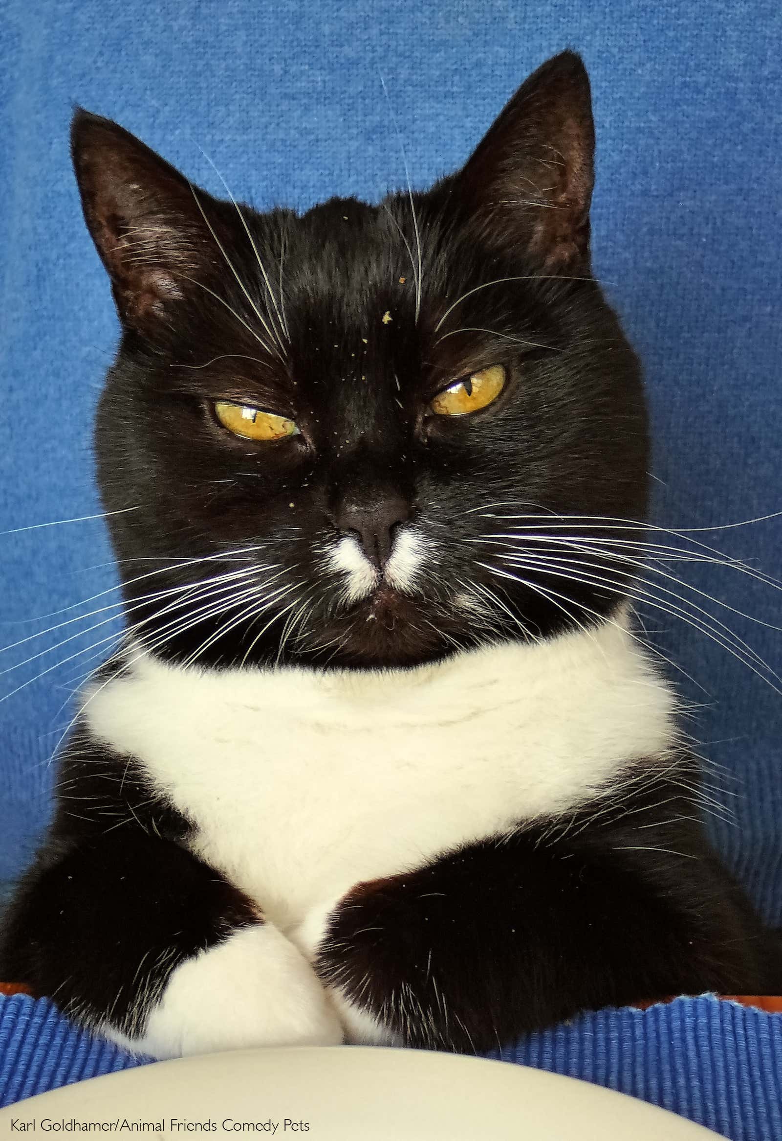 Image: Comedy Pet Photography Awards