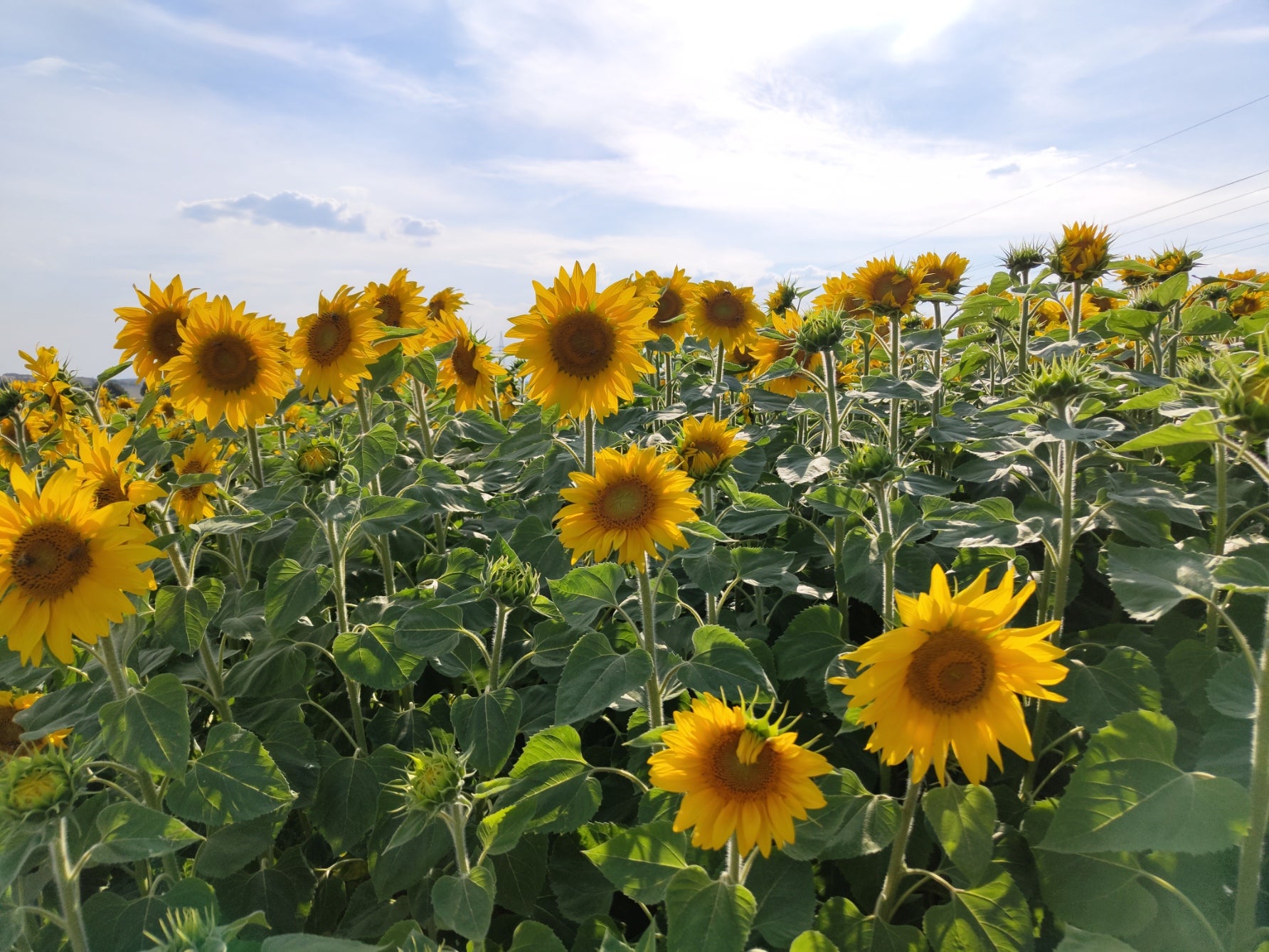 Photo: Carlos Zahumenszky / Gizmodo