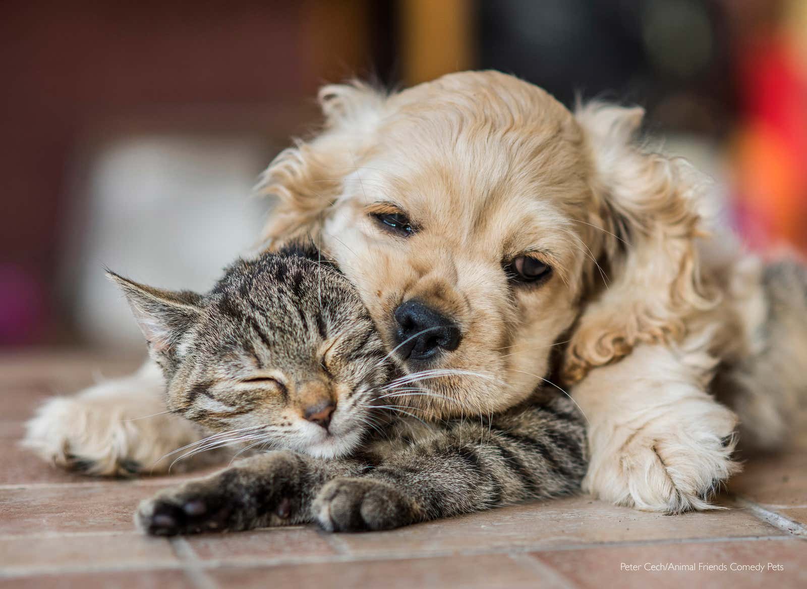 Image: Comedy Pet Photography Awards