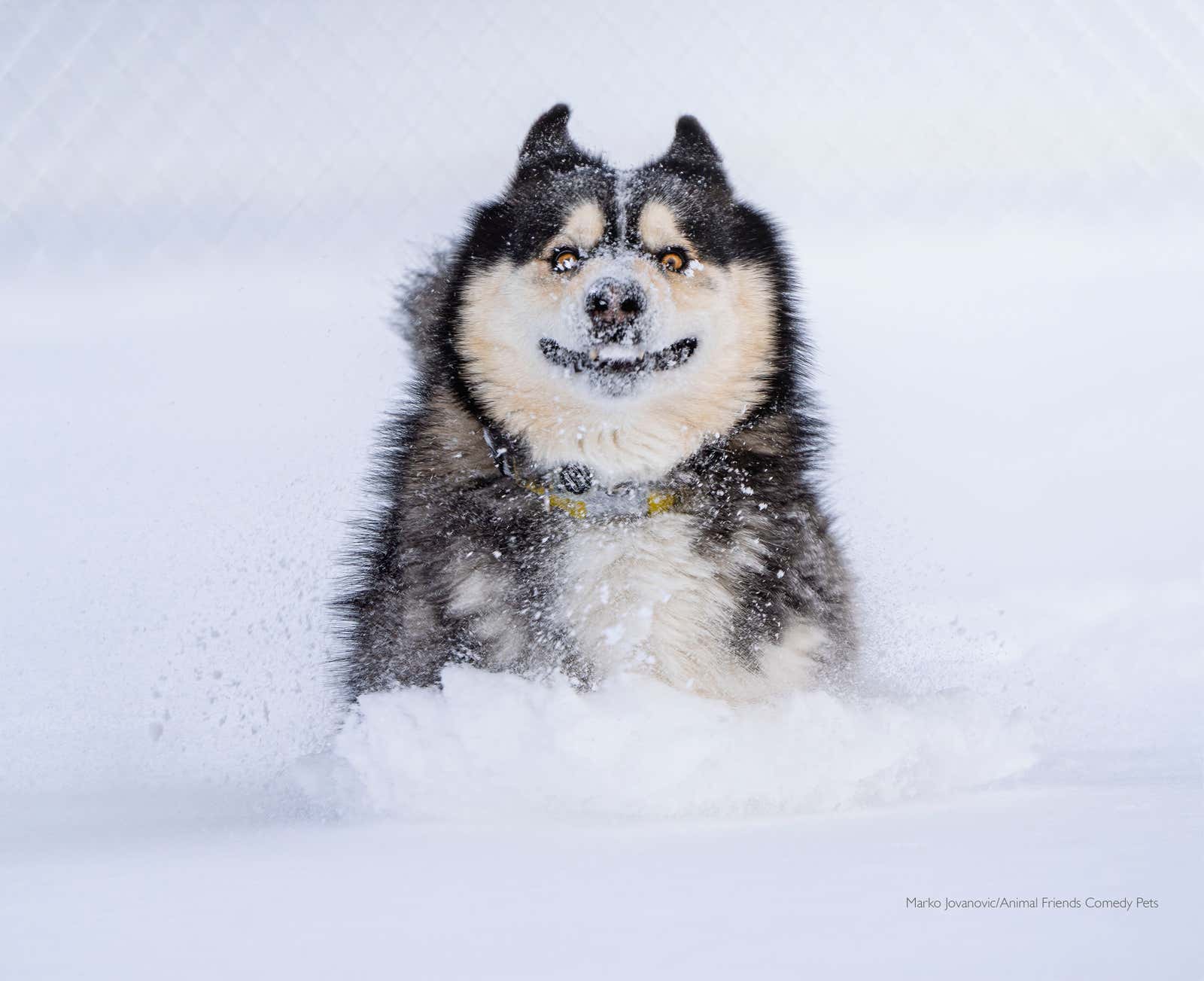 Image: Comedy Pet Photography Awards
