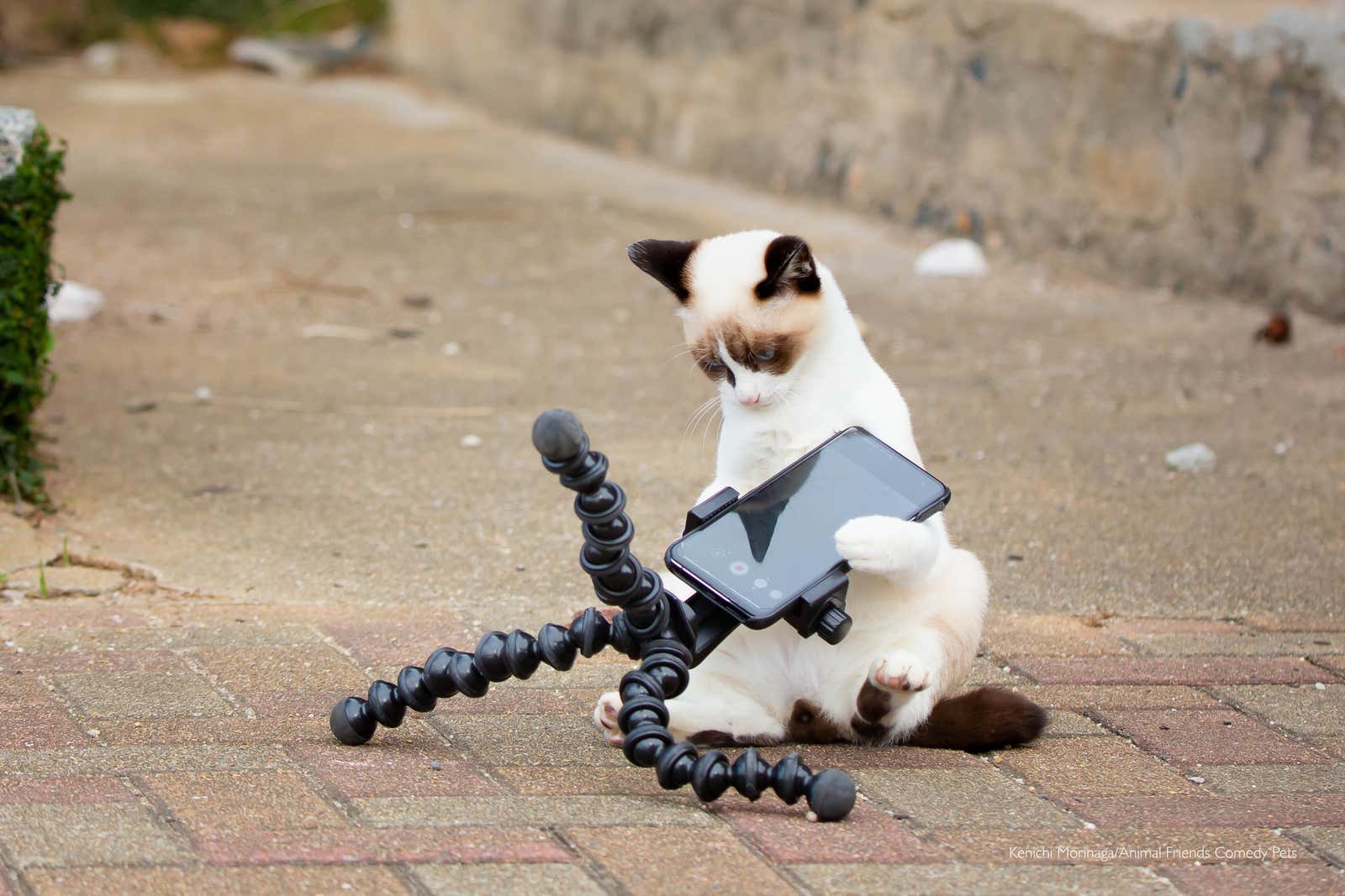 Image: Comedy Pet Photography Awards