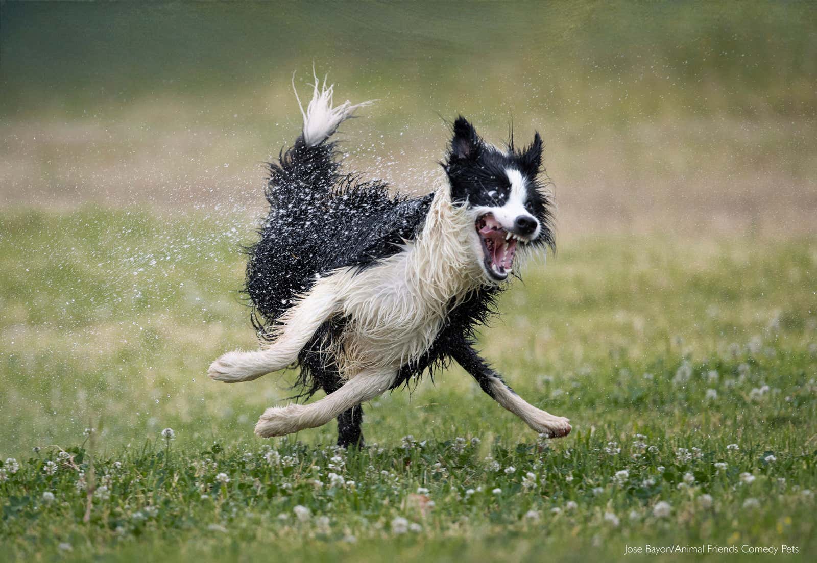 Image: Comedy Pet Photography Awards