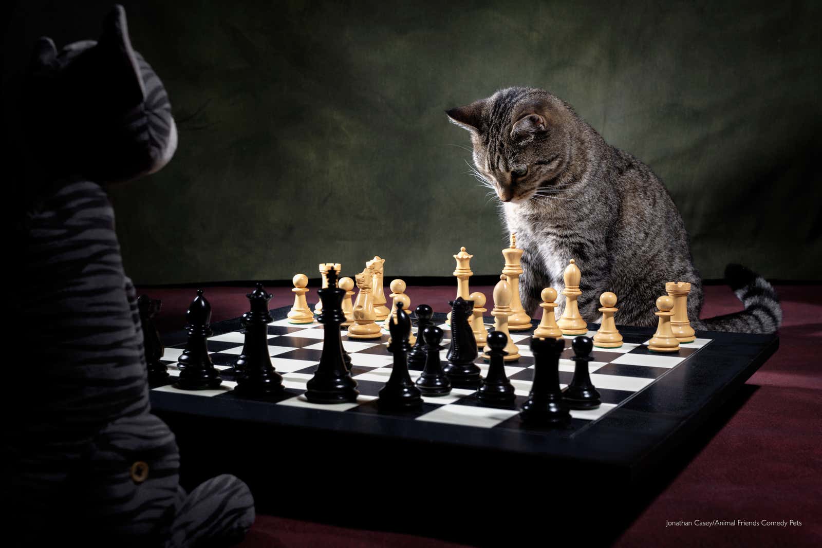 Image: Comedy Pet Photography Awards