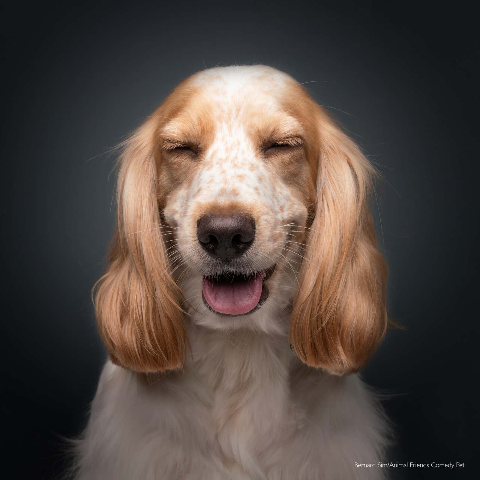 Image: Comedy Pet Photography Awards