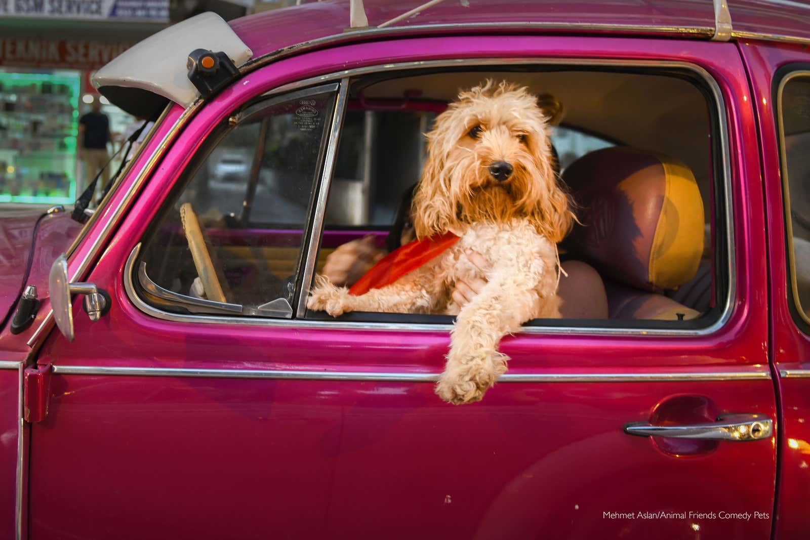 Image: Comedy Pet Photography Awards
