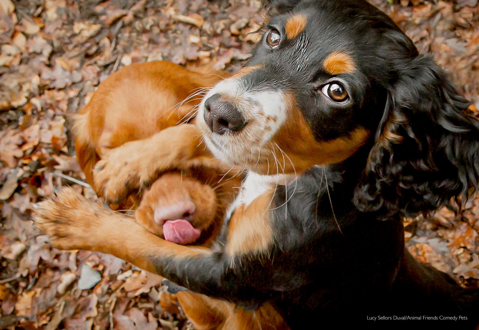 Image: Comedy Pet Photography Awards