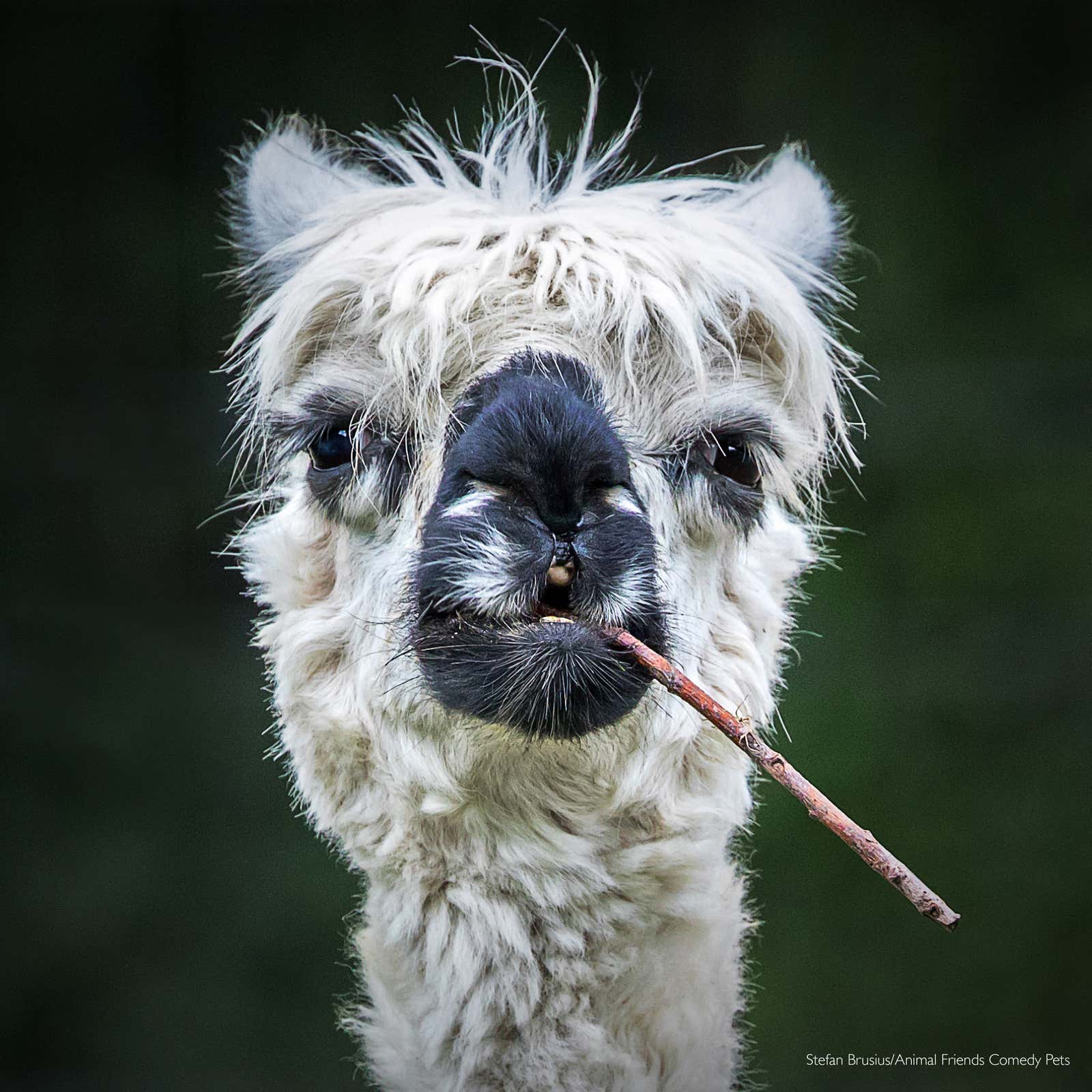 Image: Comedy Pet Photography Awards