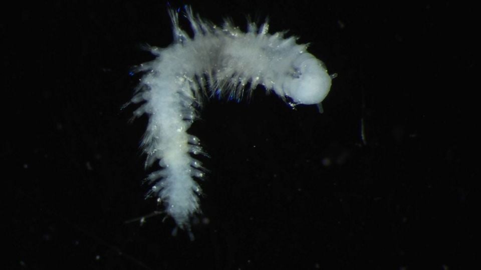 Image: DeepCCZ expedition, Gordon & Betty Moore Foundation & NOAA