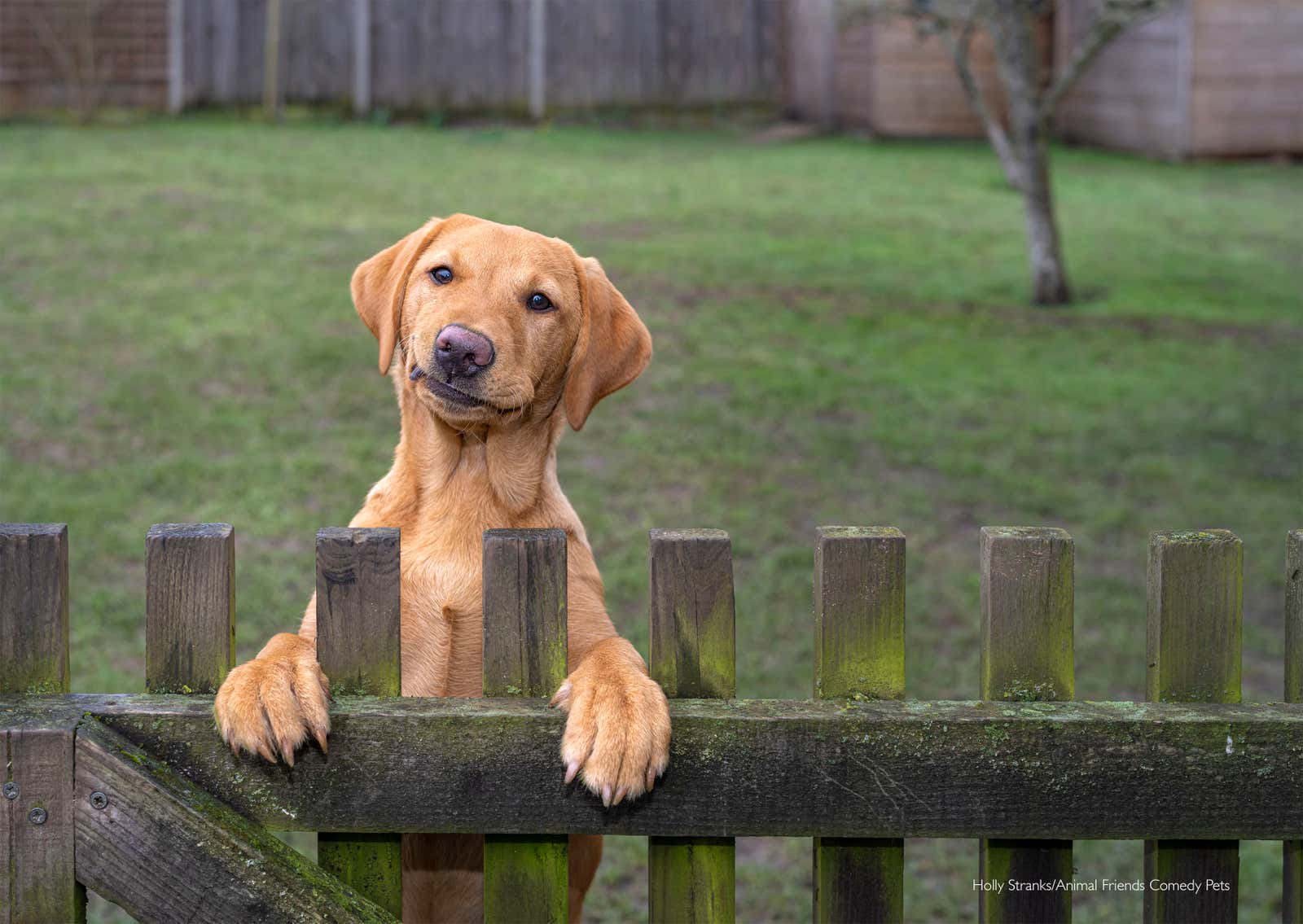 Image: Comedy Pet Photography Awards