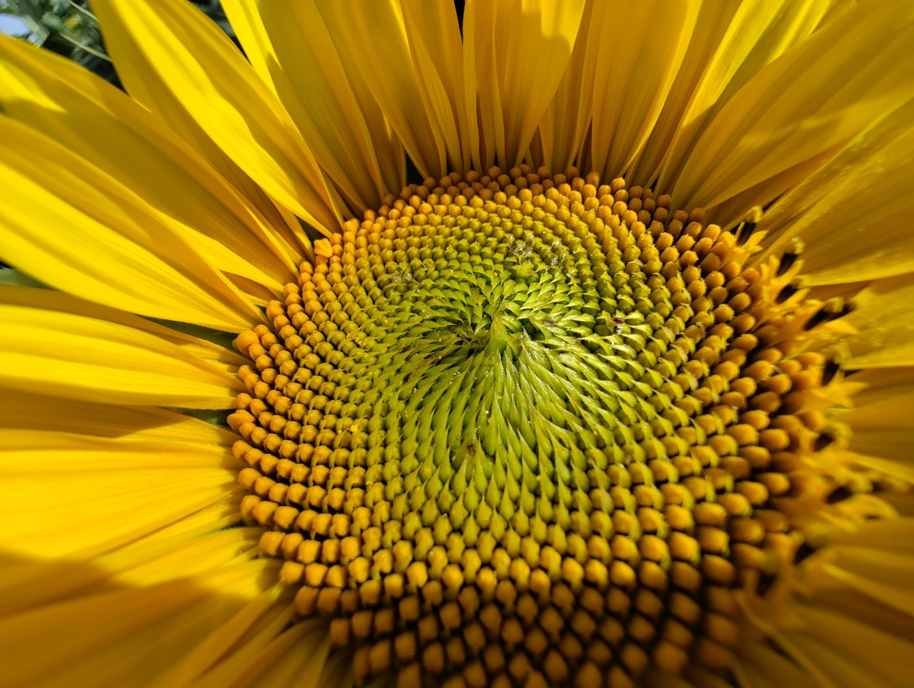 Photo: Carlos Zahumenszky / Gizmodo