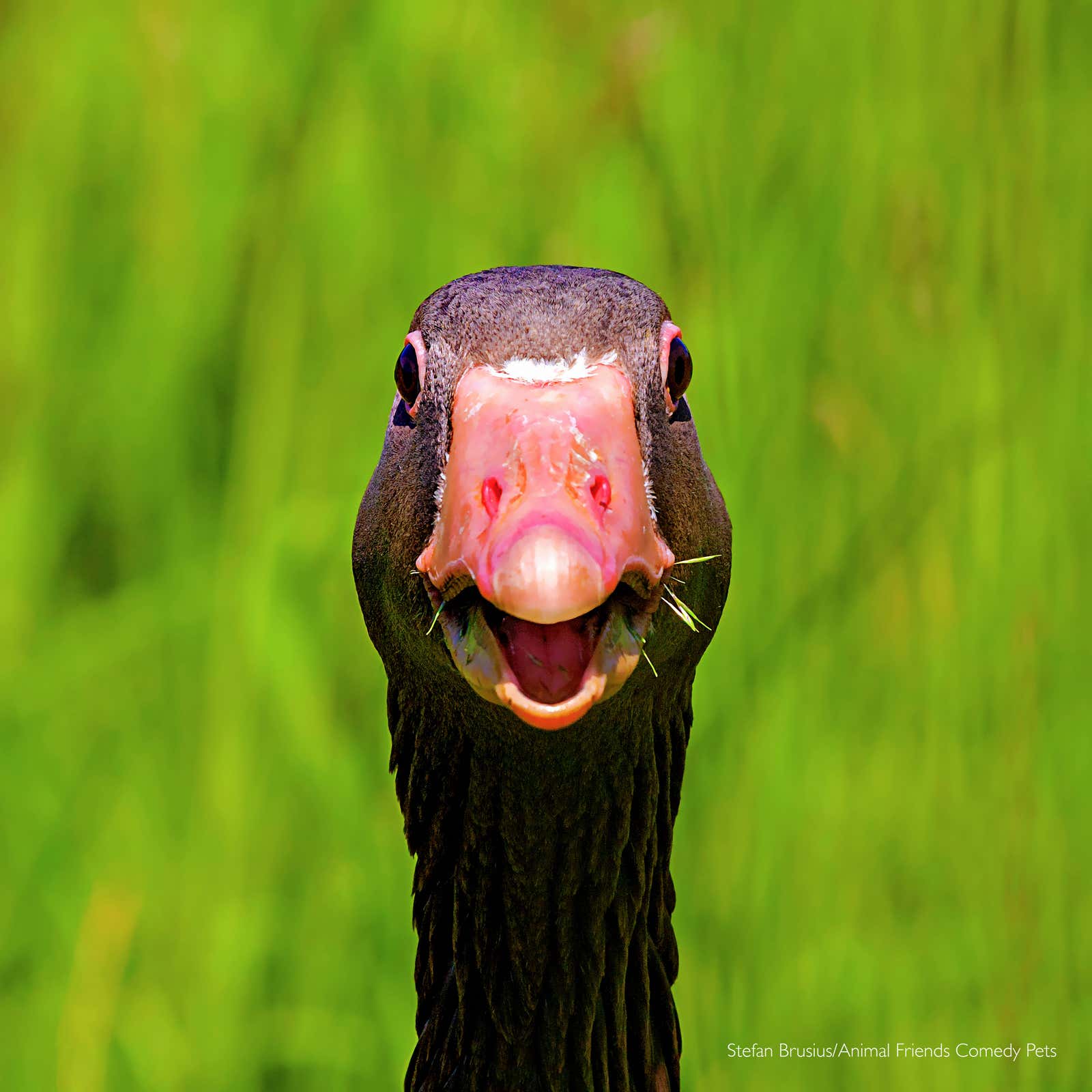 Image: Comedy Pet Photography Awards