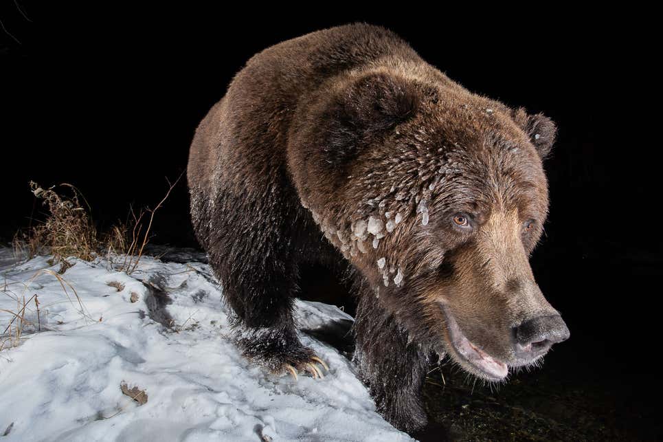 Photo: Geoffrey Reynaud / Nature TTL Photographer of the Year