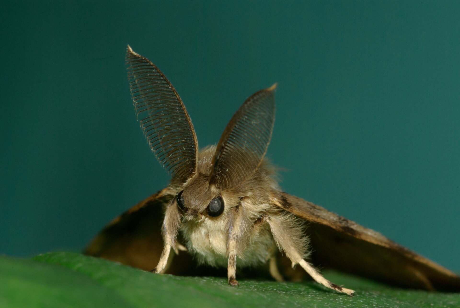 Polilla EsponjosaFoto: Shutterstock(Persiana)