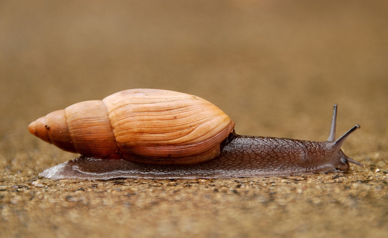 euglandina roseaFoto: Dylan Parker/Wikimedia Commons