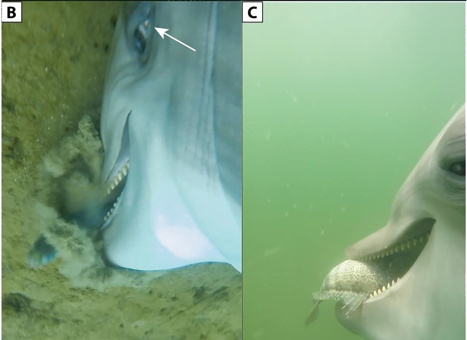 Image: Ridgway et al., PLOS One 2022