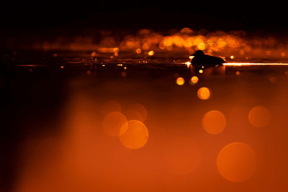 Photo: Maksymilian Paczkowski / Nature TTL Photographer of the Year